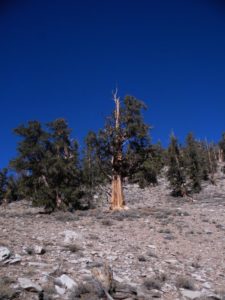 bristlecone pine forest hiking 10 essentials