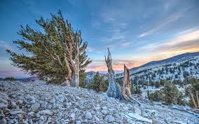 bristlecone pines the 10 essentials for hiking