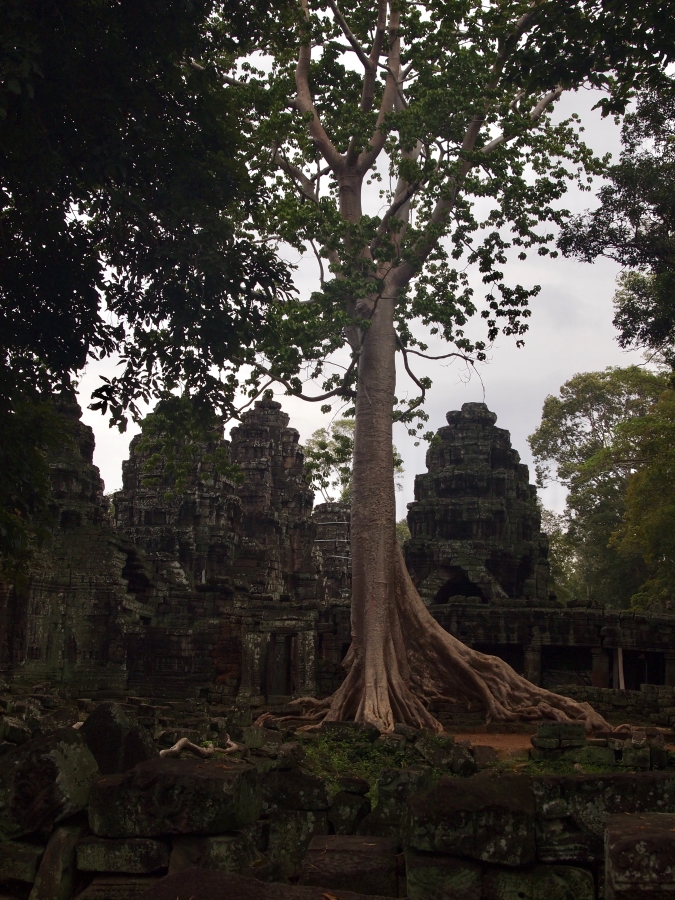 Angkor Wat jungle trees hiking