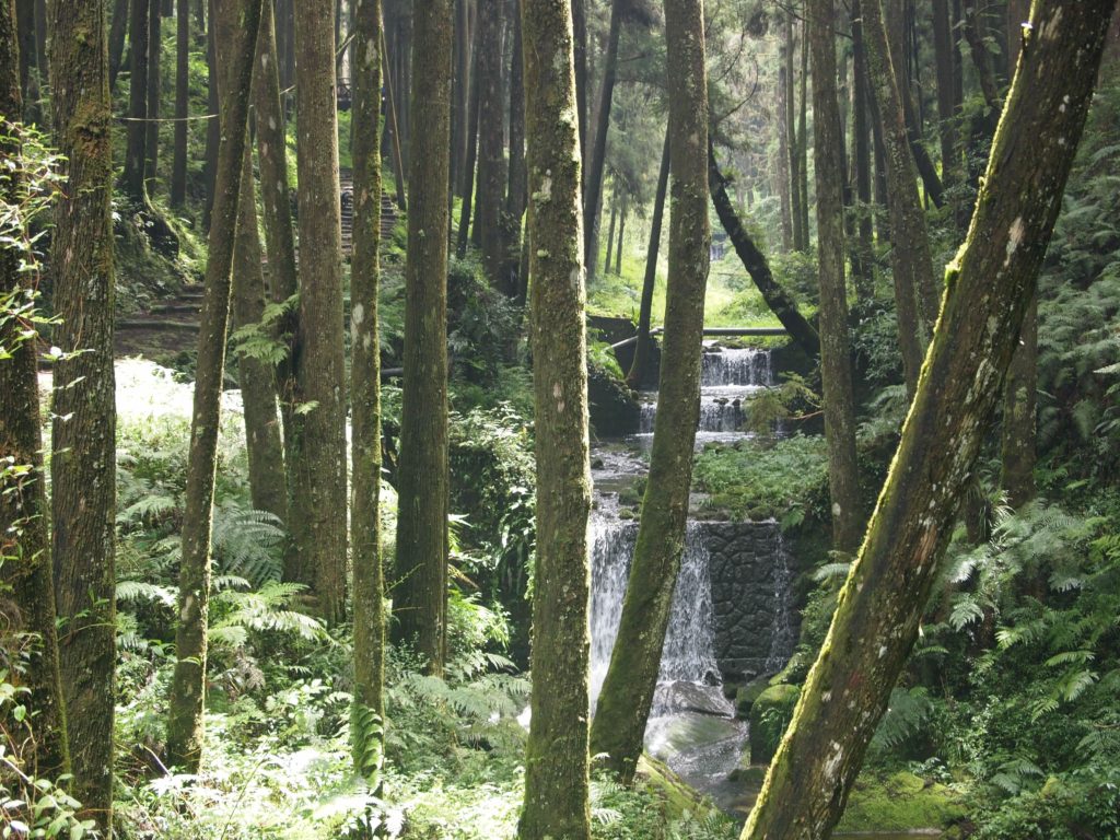 taiwan hiking alishan forest stream expat hikers