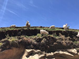 Malealea goats